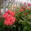 user5008188007340