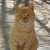 sara_buba