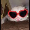 tabaxii