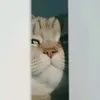 meow21022002