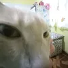 vttzhs