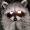 threeraccoons