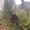 isadventures1