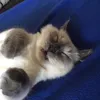 gizzmoid