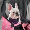 baileythefrenchfry