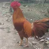 phamvanthong.67c1