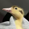 mother.of.2.ducks