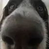 smellyfanne