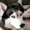 nanuk_thehusky