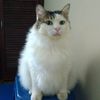 kakngahkucing7