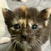 owlsie_