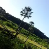 maryisaacyasmim1