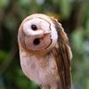 owlsary