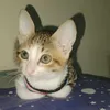 meowdhie11