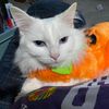 ninelives678