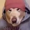 burritoguardian
