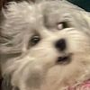 silliestpixie