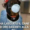 robertolupo70