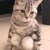 flauweries