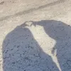 nora_a_8