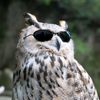 notherbirdbrain