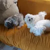turmamaltes