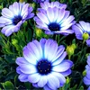 irinabogacheva6