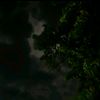 nalpdl9