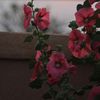 nadoosh_1994
