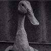 birdpeg360