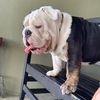 BashTheMexicanEnglishBulldog