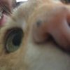 notforthecatz
