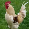cocogege37