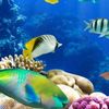 fish_guineapigs