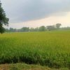 habibizulfikat