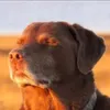 fox_defalt