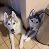 2huskygirl