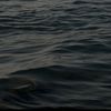 shfe_449
