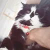 ali.ali.vv