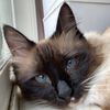 christinathecrazycatlady