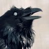 .corvus.corax