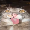 t0pyuu