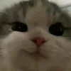 tramzz_71212