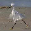 sddigomar