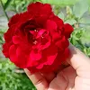 hang_nguyen288