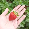 fitrberry