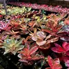 dyp_nursery