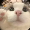 huyggw2