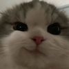 yingying__99