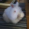 pracco
